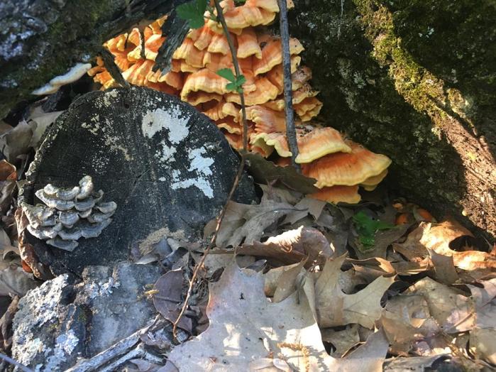 Chicken of the Woods hiding as well as a bright orange mushroom can hide.